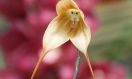 Маймыл басты орхидея