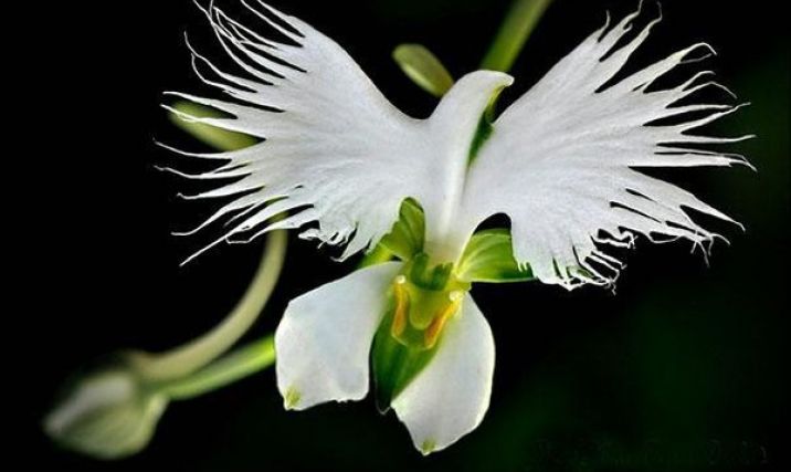 Гүлдердің күлгенін кім көрген....Үлкен аққұтан бейнесіндегі орхидея